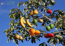 Деревья, которые не увидишь каждый день!