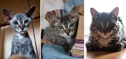 Не его ли рук дело?