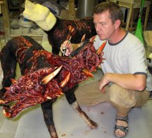 Не из фильма ли "Нечто"?