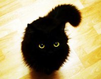 Котик Гимо, который всегда в шоке