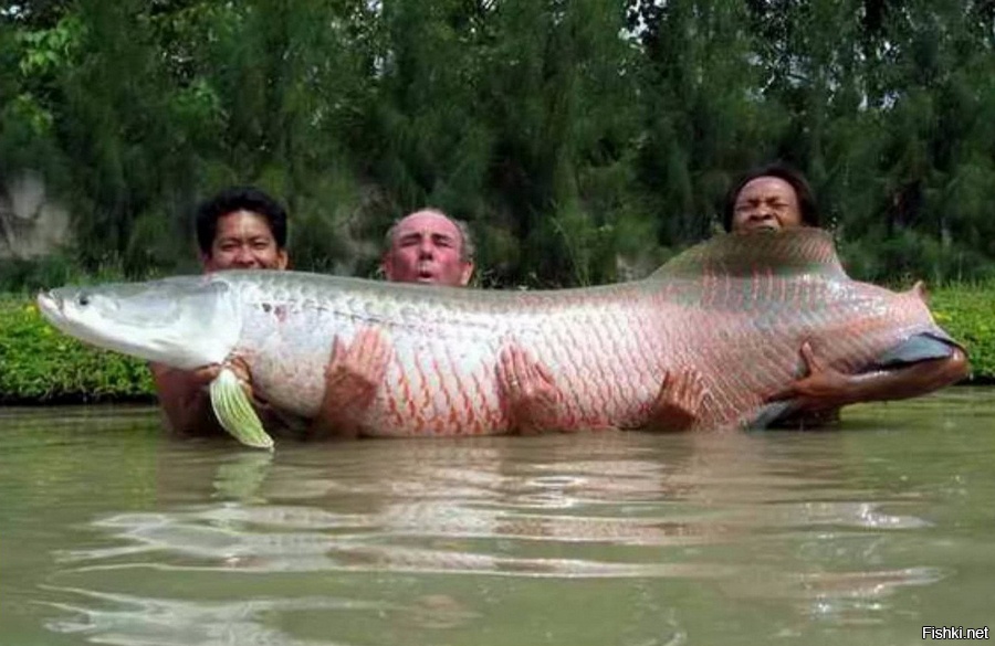 Арапаима- распространена в бассейне реки Амазонки. Длина до 2-х иногда до 3-х метров. Максимальный зарегистрированный вес -200 кг. Особенность этой хищной рыбы- крепкая многослойная чешуя, позволяющая выживать по соседству с пираньями.