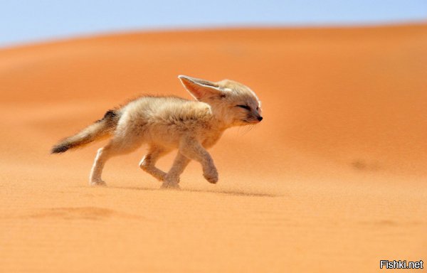 Не ругайтесь, фенёк-миниатюрная лисица)