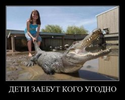 Трехметровый аллигатор залез в бассейн американки