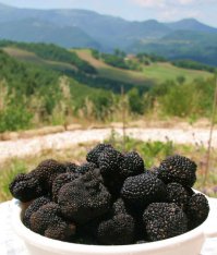 Русский черный трюфель (летний)
 на черноморском побережье Кавказа и в новообретенном Крыму он произрастает в количествах, совершенно достаточных для сбора.