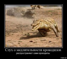 Трехметровый аллигатор залез в бассейн американки