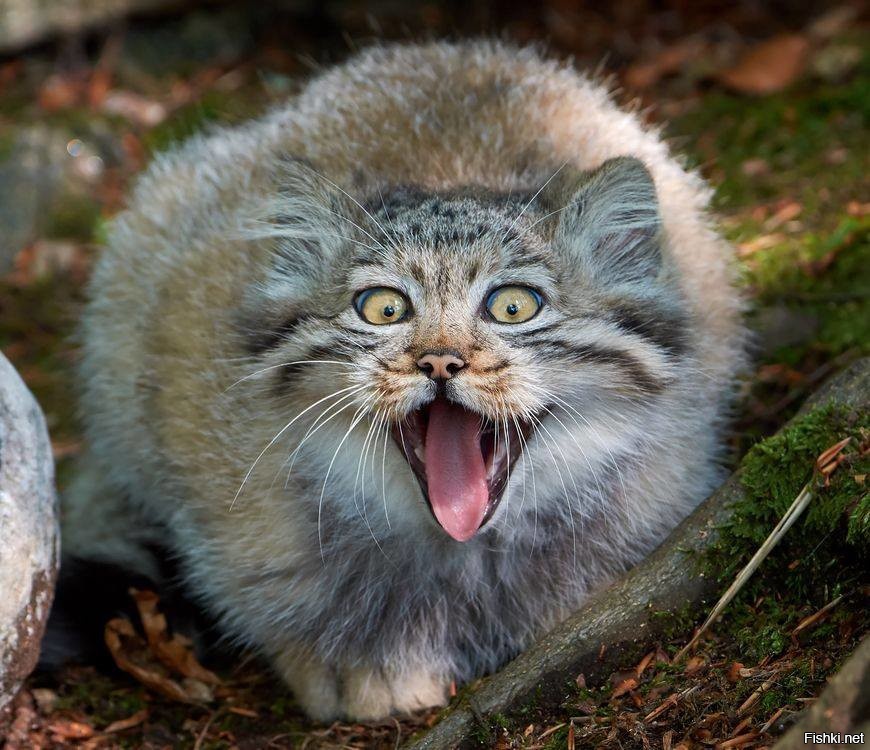 Из солянки от 04.03.2016