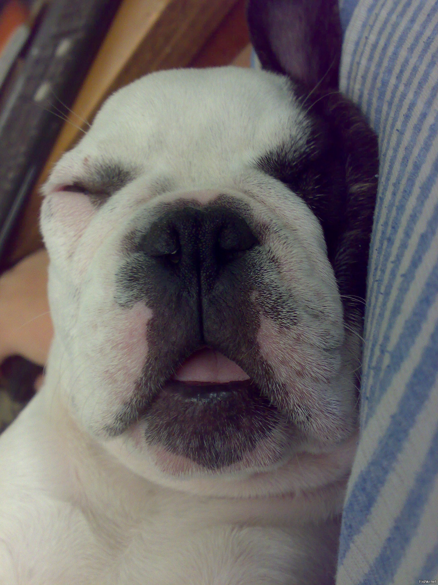 Моя Пронечка. Одинаково они спят и храпят тоже))))