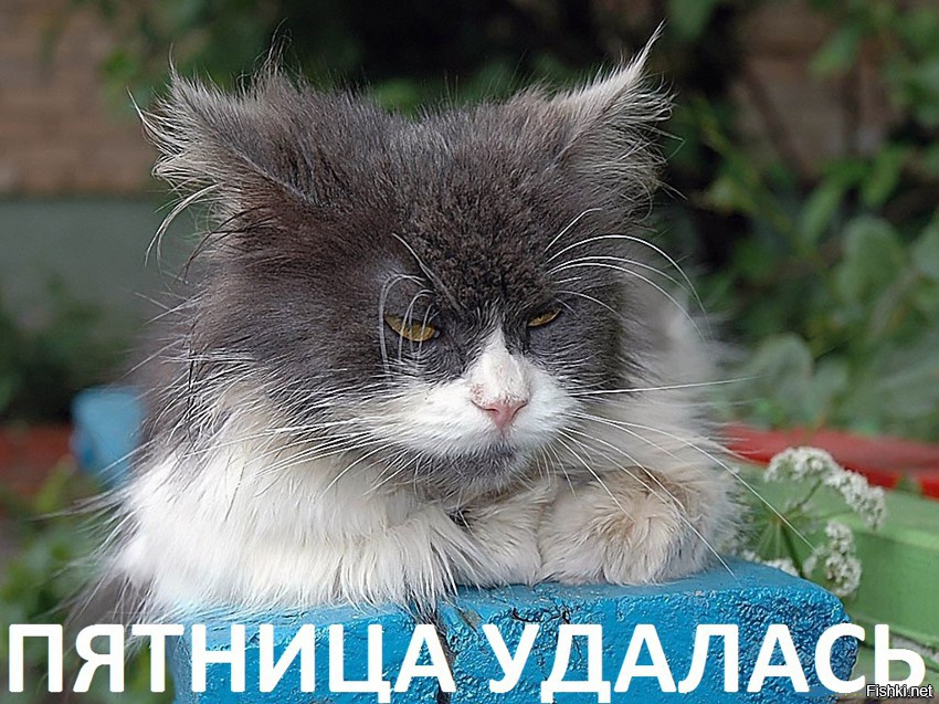 Из солянки от 05.03.2016