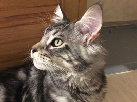 Мэйн-кун Генрих, 8 месяцев - 6 кг.