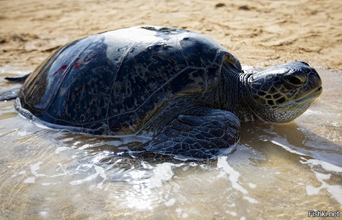 Руками не трогать.
