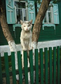 Уродливый Кот