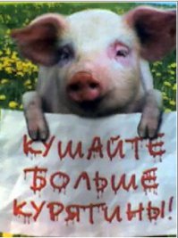 Как правильно разбудить спящего поросенка