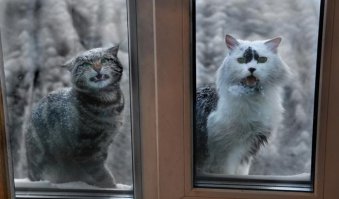 Из солянки от 05.03.2016