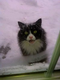 Из солянки от 05.03.2016