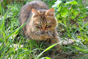 Автор желает вам хорошего настроения