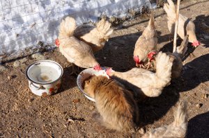 Автор желает вам хорошего настроения