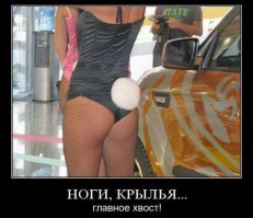 Правильные зайцы и кошки