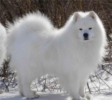 У меня такой 4 месяца.
скоро будет здоровый.