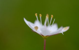 "По дороге прилег посмотреть через макрообъектив на крошечные цветки  седмичника. Навел на резкость и вдруг увидел, как из-за белого лепестка меня рассматривают  глаза крошечного Создания.  Сам  седмичник менее одного сантиметра в диаметре, а у Создания размер всего с миллиметр! Комары рядом с ним казались гигантами.  Я ползал вокруг цветка, а Создание поворачивалось за мной и, наверно, размышляло, чего от меня можно ждать."
из  ЖЖ И.Шпиленка