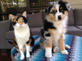 Автор желает вам хорошего настроения