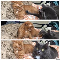 - Муськ, пошалим?
- Ты чо, не видишь, я устала? Весь день сегодня на ногах!
- Окей, придётся опять гуглить мокрых кисок...