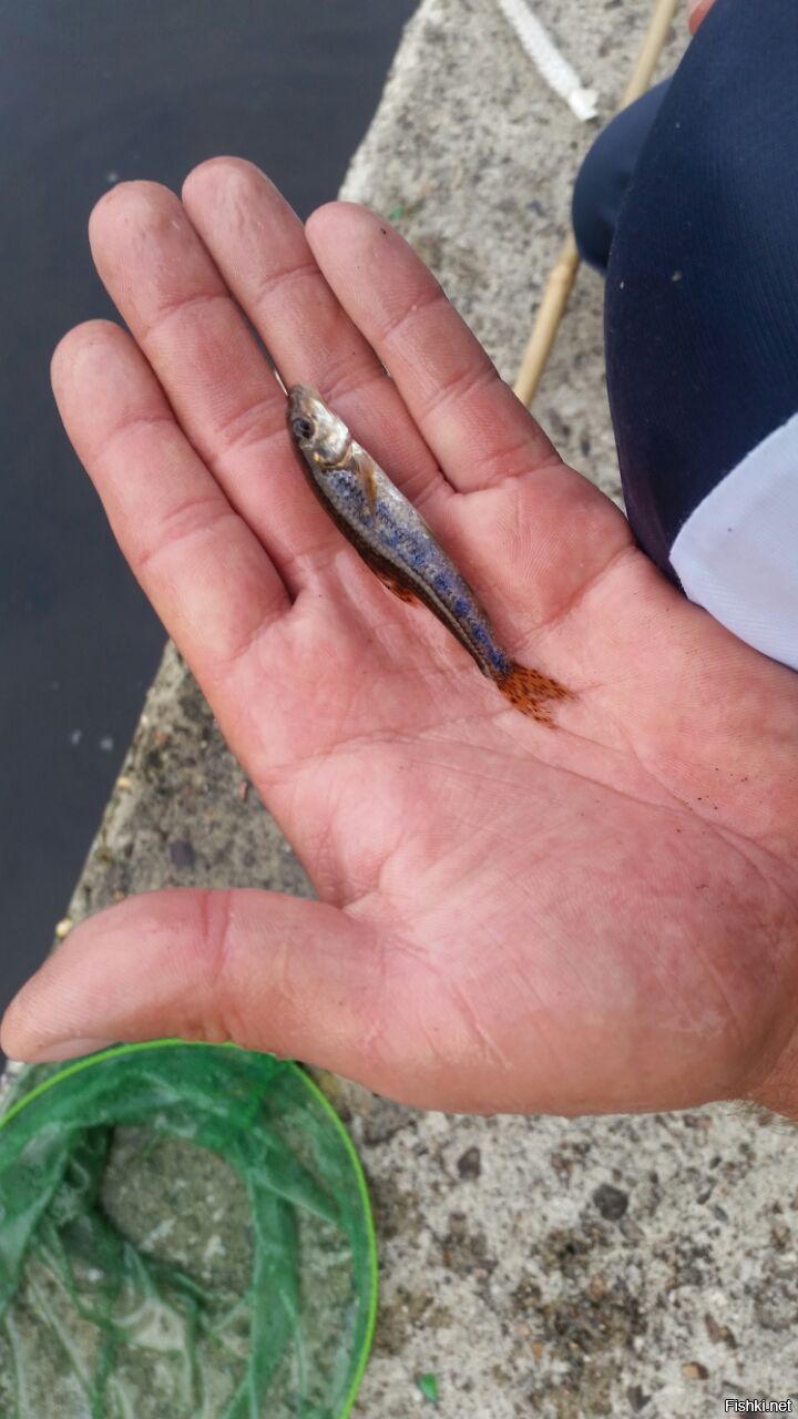 кто знает что за рыба