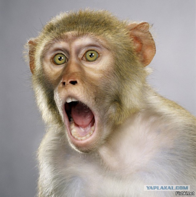 Из солянки от 07.03.2016