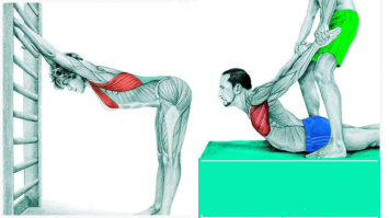 Что Вы тянете на самом деле: растяжка мышц в картинках