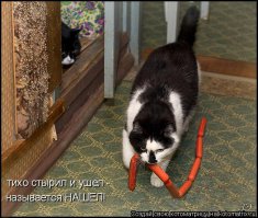 Воришки, которые уже давно в ссоре со своей совестью 
