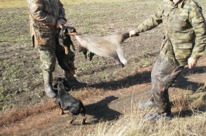 это в городе такса-милая зверушка
на собственном опыте не раз видел,как в полевых условиях,даже не обученная такса меняется кардинально,это уже свирепый охотник на норных(енот,барсук,лиса) отогнать ее от добычи весьма проблематично..
хищник,однако..