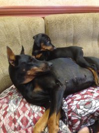 ЧЕМ НЕ ЛЮДИ?