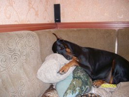 ЧЕМ НЕ ЛЮДИ?