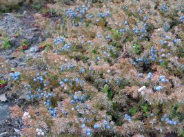 чё то я не понял, бл. это ж можжевельник, не? а текст про траву зонтичную. какая то ху.й.ня закралась в пост