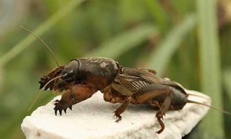Не моё, но сам видел неоднократно, водится у нас с незапамятных времён. Только у наших медведок передние конечности длиннее и морда довольная.