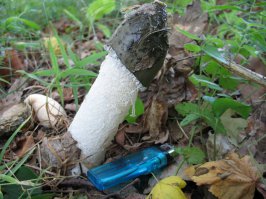 Ближайший родственник "Дамы под вуалью" (Phallus indusiatus) довольно широко распространён в Средней полосе. Называется Весёлка обыкновенная или Phallus Impudicus. Перевод роскошно непечатный, так что Вы уж сами.
Широко используется в народной медицине, в том числе и для лечения рака (идёт клиническая проверка!) Из-за чего его стало тяжеловато найти. Но, кто знает, то находит, фото - мои: