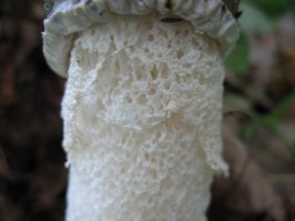 Ближайший родственник "Дамы под вуалью" (Phallus indusiatus) довольно широко распространён в Средней полосе. Называется Весёлка обыкновенная или Phallus Impudicus. Перевод роскошно непечатный, так что Вы уж сами.
Широко используется в народной медицине, в том числе и для лечения рака (идёт клиническая проверка!) Из-за чего его стало тяжеловато найти. Но, кто знает, то находит, фото - мои: