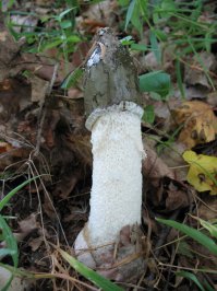 Ближайший родственник "Дамы под вуалью" (Phallus indusiatus) довольно широко распространён в Средней полосе. Называется Весёлка обыкновенная или Phallus Impudicus. Перевод роскошно непечатный, так что Вы уж сами.
Широко используется в народной медицине, в том числе и для лечения рака (идёт клиническая проверка!) Из-за чего его стало тяжеловато найти. Но, кто знает, то находит, фото - мои: