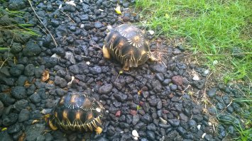 Фоткал на Коморах. А так и не скажешь, что им, возможно, по 100 лет