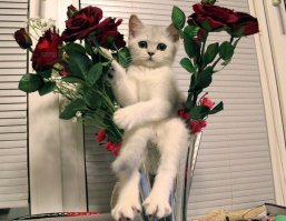 С праздником вас, милые дамы!