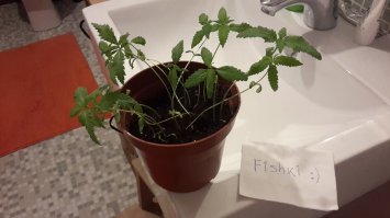 Купил цветочек  в Амстердаме