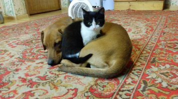 Вот мои бойцы)))