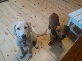 Вот мои бойцы)))