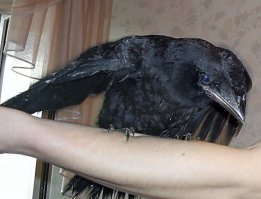 Подобрал на улице.Выпал из гнезда,дети закидывали камнями.Отобрал.Жрать сразу стал,крупный уже был.Тоже вставать на крыло не хотел.Выкинул его с балкона-полетел как миленький...)))