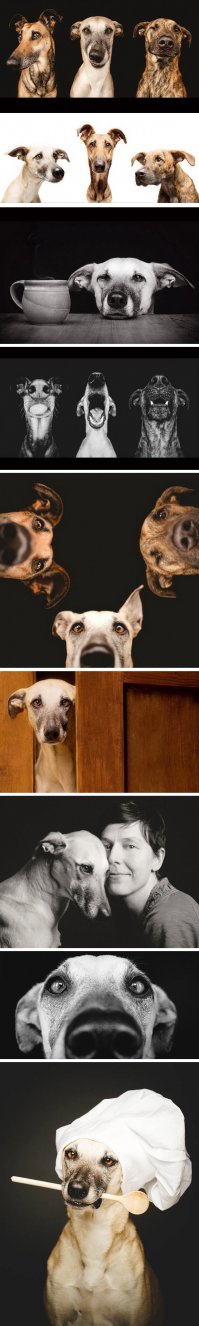 Собаки как люди и даже лучше