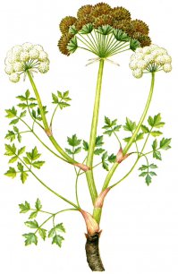 Петру́шка (лат. Petroselínum)