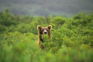 Знаменитости, какими вы их еще не видели