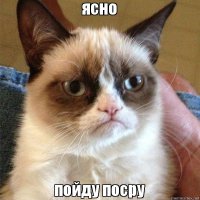 Кошки, которые всегда странно наблюдают за хозяевами, когда они едят