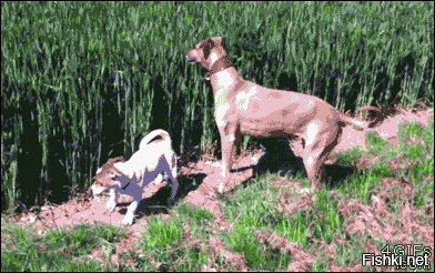 собакен помогает другу перейти поле с высокой травой.