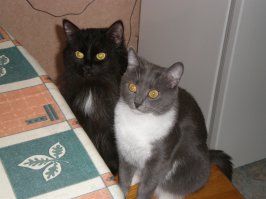 Кошки, которые всегда странно наблюдают за хозяевами, когда они едят