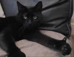Приютский кот с огромными лапами изменил жизнь одного мужчины
